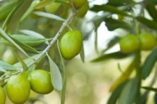 سهم ۵ درصدی کرمانشاه در تولید زیتون