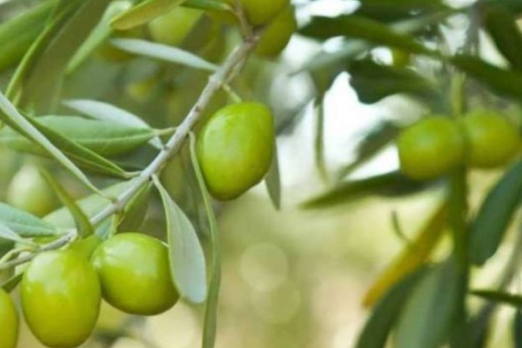 سهم ۵ درصدی کرمانشاه در تولید زیتون