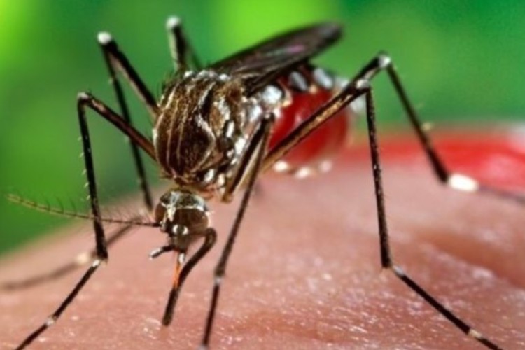 شناسایی ۸۵۰ مورد ابتلا به تب دنگی