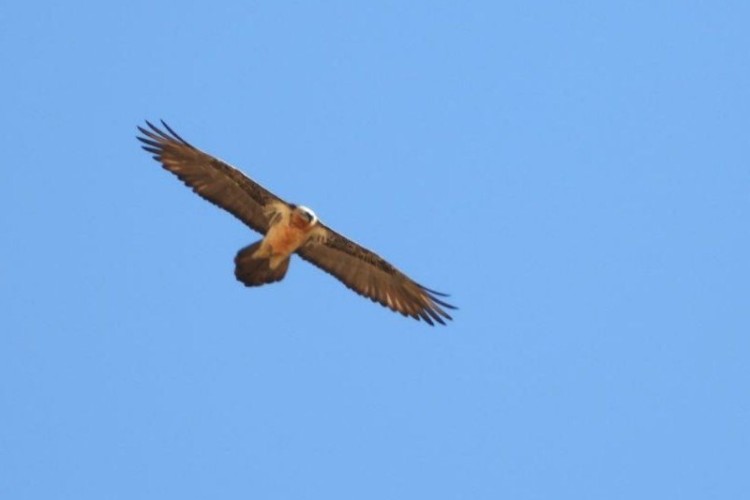 گونه کمیاب پرنده هما در پاوه مشاهده شد