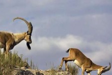 خطر در کمین گونه‌های کمیاب زاگرس‌نشین است