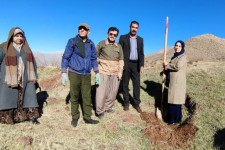 کاشت یکصد اصل نهال جنگلی در پاوه