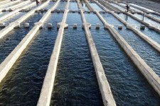 شهرستان‌های دالاهو، پاوه و کنگاور پیشتاز در تولید ماهیان سردابی استان کرمانشاه