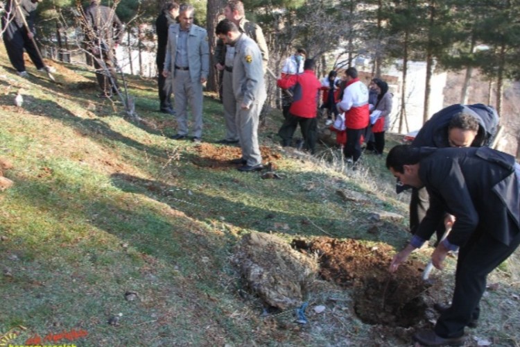 ۱۰۰ اصله نهال در پاوه غرس شد