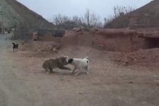 درگیری یک قلاده پلنگ ایرانی با سگ‌های گله در پاوه