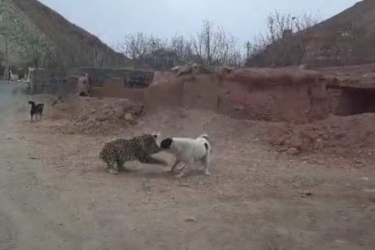 درگیری یک قلاده پلنگ ایرانی با سگ‌های گله در پاوه