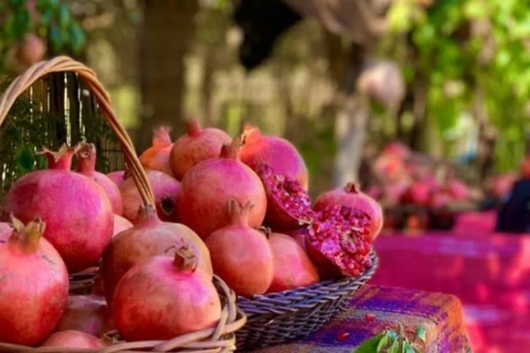 جشن بزرگ انار در روستای ساتیاری پاوه برگزار می‌شود