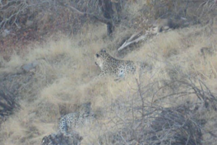 ثبت کم‌نظیر سه قلاده پلنگ در منطقه حفاظت‌شده بوزین و مرخیل پاوه