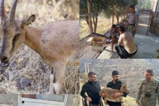 تیمار و رها سازی یک راس بز وحشی در منطقه حفاظت شده بوزین ومرخیل