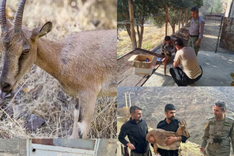 تیمار و رها سازی یک راس بز وحشی در منطقه حفاظت شده بوزین ومرخیل