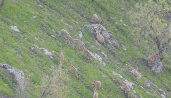 «بوزین و مرخیل» ظرفیت تبدیل شدن به ذخیره‌گاه زیست‌کره را دارد