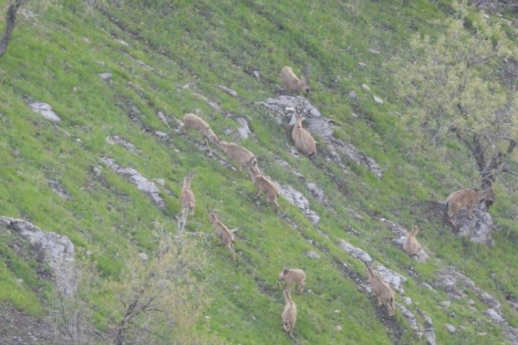 «بوزین و مرخیل» ظرفیت تبدیل شدن به ذخیره‌گاه زیست‌کره را دارد
