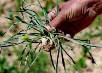 گیاهان معجزه‌آسای بهاری