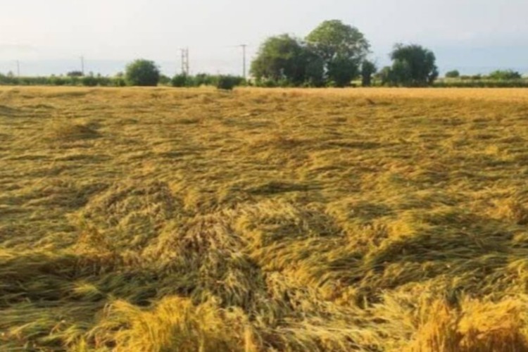 بخش کشاورزی استان کرمانشاه در جنگ اخیر ۱۶۰۰ میلیارد تومان خسارت دید