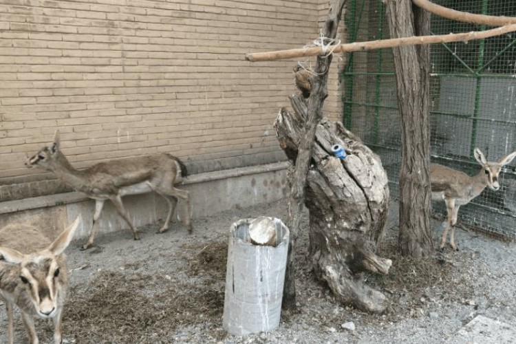 کشف و ضبط ۶ رأس آهو و ۳ قطعه فلامینگو در کرمانشاه