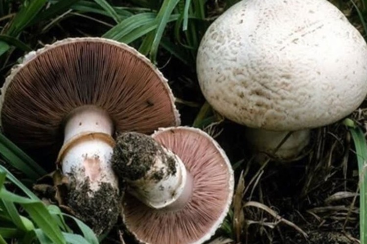 هشدار جدی به مردم؛ سم قارچ‌های کوهی با پختن از بین نمی‌رود
