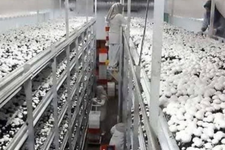 تولید سالانه ۳ هزار تُن قارچ در کرمانشاه