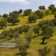 تکیه سبز زاگرس بر شانه‌های کرمانشاه؛ احیای ۵۲۷ هزار هکتار جنگل