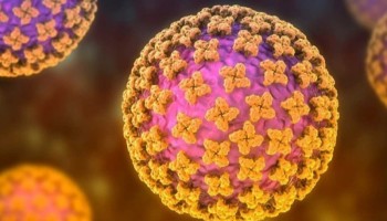 هانتاویروس چیست و چرا باید مراقب جوندگان باشیم؟