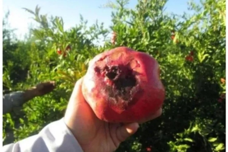 زنبور پارازیت تریکوگراما و فناوری هسته‌ای دو راه مبارزه با کرم گلوگاه انار است