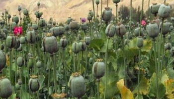 کشف مزرعه خشخاش در منطقه؛ زنگ خطری جدی برای امنیت و سلامت جامعه