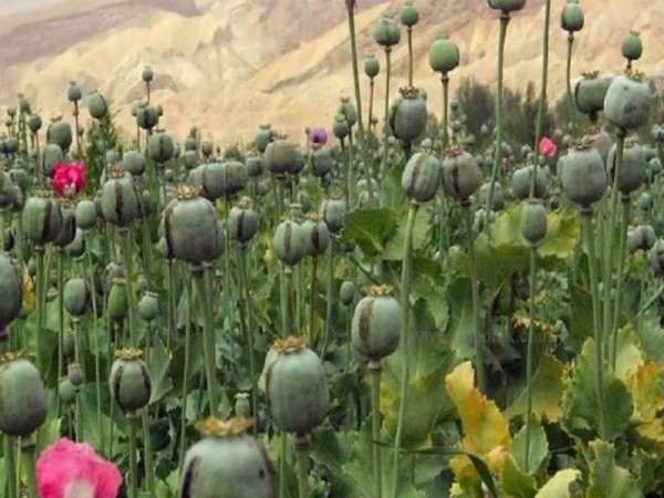 کشف مزرعه خشخاش در منطقه؛ زنگ خطری جدی برای امنیت و سلامت جامعه