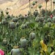 کشف مزرعه خشخاش در منطقه؛ زنگ خطری جدی برای امنیت و سلامت جامعه