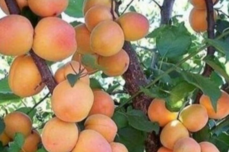 همه خواص «زردآلو»