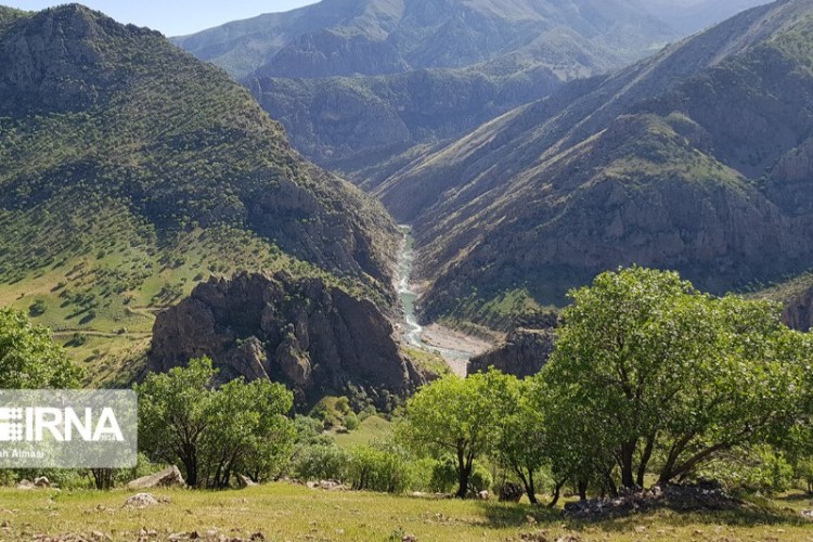 جنگل‌های زاگرس؛ دیوار سبز ایران در محاصره آتش، آفت و کمبود زادآوری