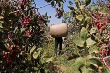 فرزندان فراموش‌شده؛ بحرانی به نام مالخران و سرقت محصولات باغی