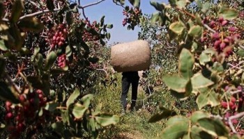 فرزندان فراموش‌شده؛ بحرانی به نام مالخران و سرقت محصولات باغی