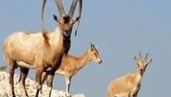 بهبود شرایط زیستگاهی «لهون» / زایش خارج از فصل و چندقلوزایی «کَل» و «بُز» مشاهده شد
