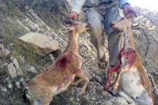 دستگیری شکارچیان کل و بز در شهرستان پاوه