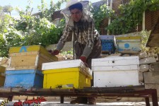 تجلی اقتصاد مقاومتی با پرورش زنبور عسل در شهرستان پاوه