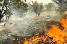جنگل‌ها و مراتع لاران پاوه طعمه حریق شد 