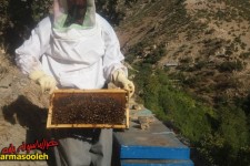 فردی که با پرورش زنبور عسل اقتصاد مقاومتی را در پاوه معنا کرد