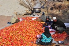  امسال سه هزار تن انار از باغات شهرستان پاوه برداشت می شود
