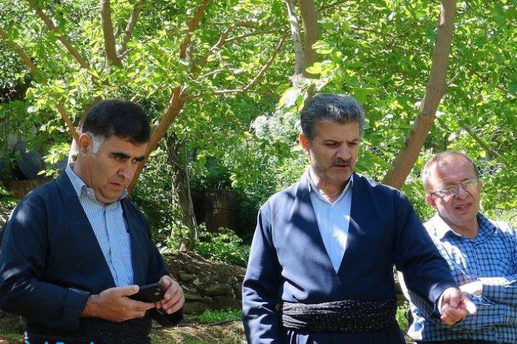 آغاز پیوند تعدادی از باغات گردوی شهرستان پاوه / پبوند پر بازده واریته ی چندلر برای درختان کهنسال منطقه