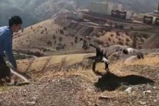 رهاسازی یک بهله عقاب طلایی در پاوه