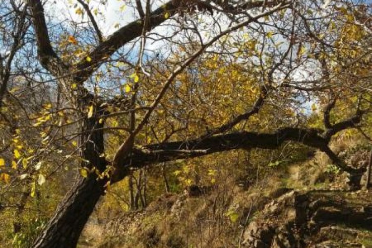 گزارش تصویری از طبیعت پاییزی خانقاه و گلال پاوه