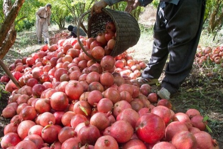 برپایی ۶۰ غرفه عرضه انار و صنایع دستی در پاوه