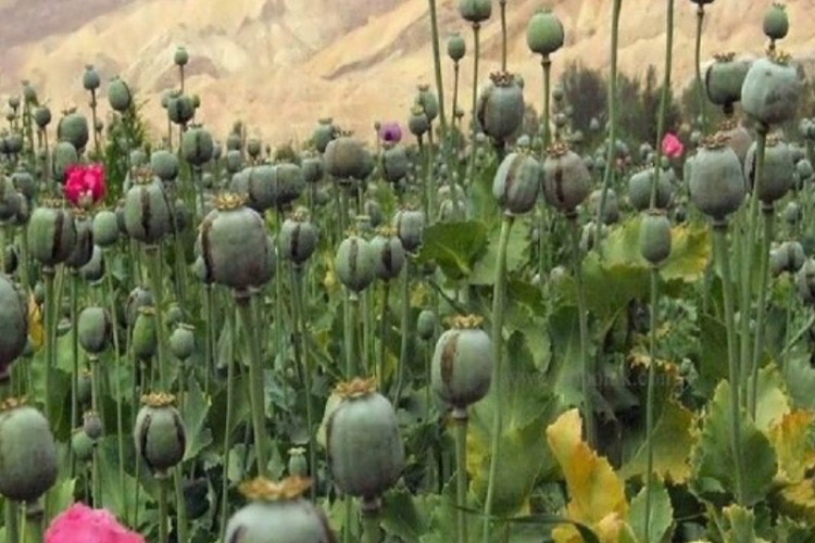 کشف مزرعه خشخاش در منطقه؛ زنگ خطری جدی برای امنیت و سلامت جامعه