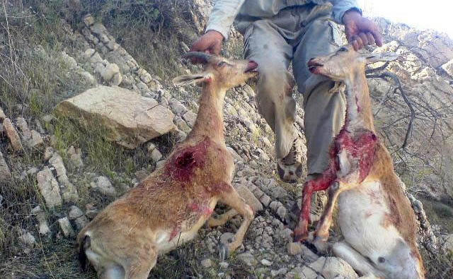 دستگیری شکارچیان کل و بز در شهرستان پاوه