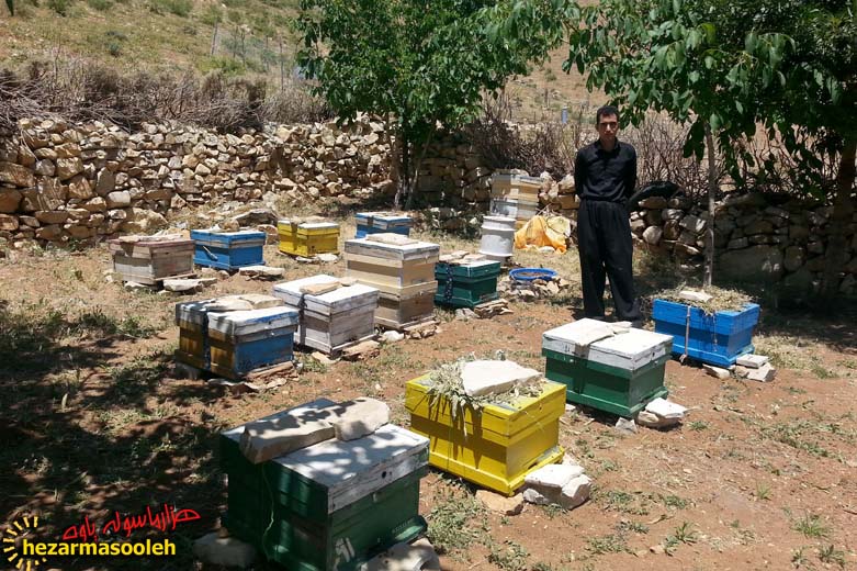 از شغل خیاطی تا پرورش زنبور عسل