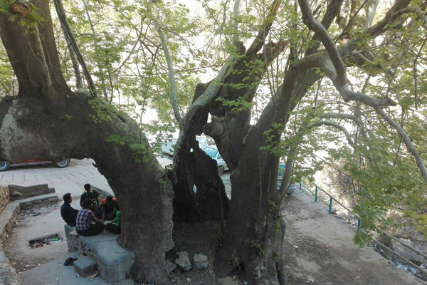 مرثیه ای برای درخت چنار ۴۰۰۰ ساله روستای «شرکان»/ میراث ۴ هزار ساله در بستر مرگ است