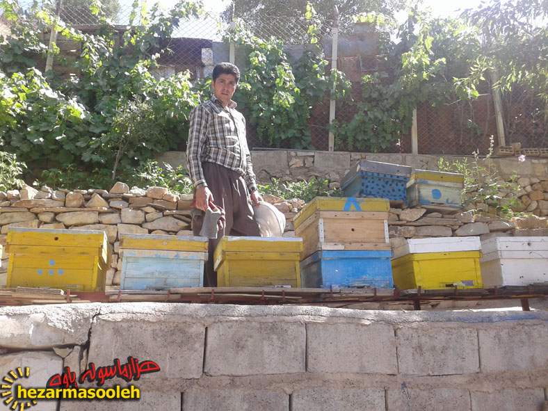 تجلی اقتصاد مقاومتی با پرورش زنبور عسل در شهرستان پاوه