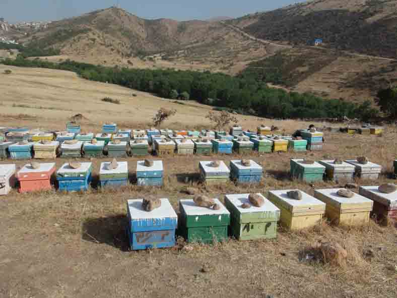 تجلی اقتصاد مقاومتی با پرورش زنبور عسل در شهرستان پاوه