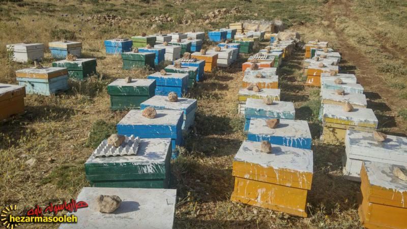 شهد شیرین اقتصاد مقاومتی با پرورش زنبور عسل