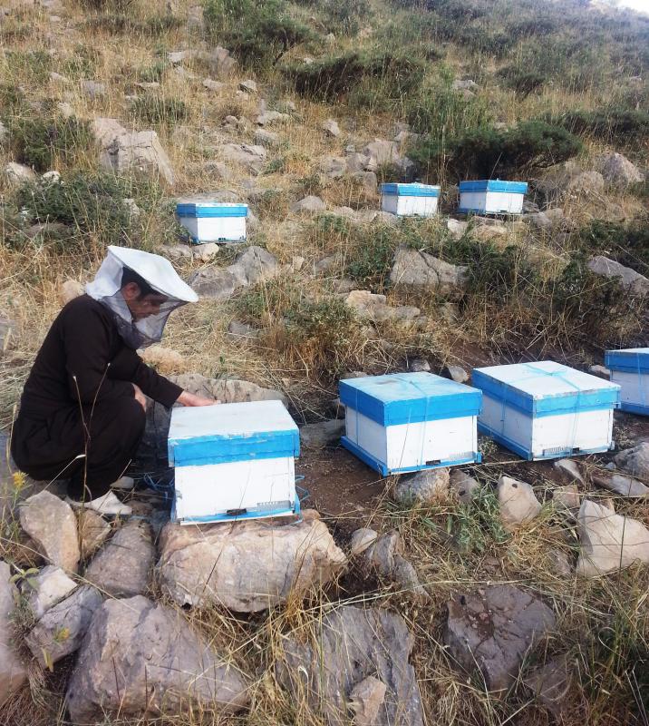 تجلی اقتصاد مقاومتی با پرورش زنبور عسل در شهرستان پاوه