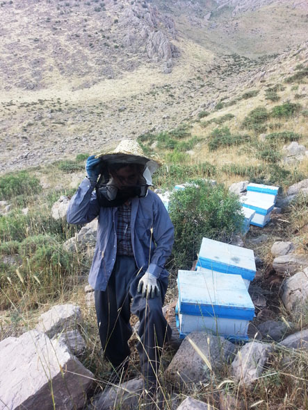 تجلی اقتصاد مقاومتی با پرورش زنبور عسل در شهرستان پاوه